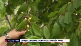 Cireșele de mai ajung pe tarabe în iunie